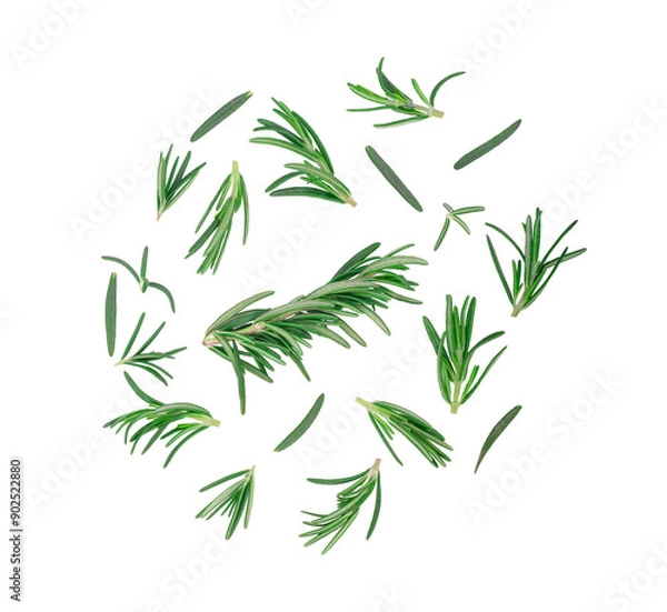 Fototapeta   Rosemary twig and leaves isolated on white background. Top view on transparent.