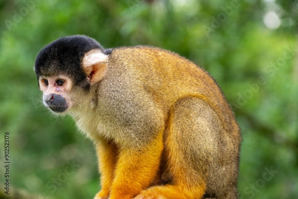 Fototapeta Squir. rel monkey looking down.