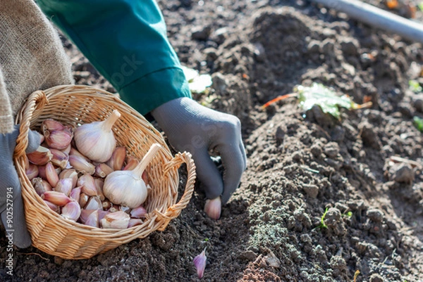 Fototapeta Cloves of garlic in wicker basket in worker’s hands, worker is planting cloves of garlic in ground in autumn time, preparing for growing homegrown garlic