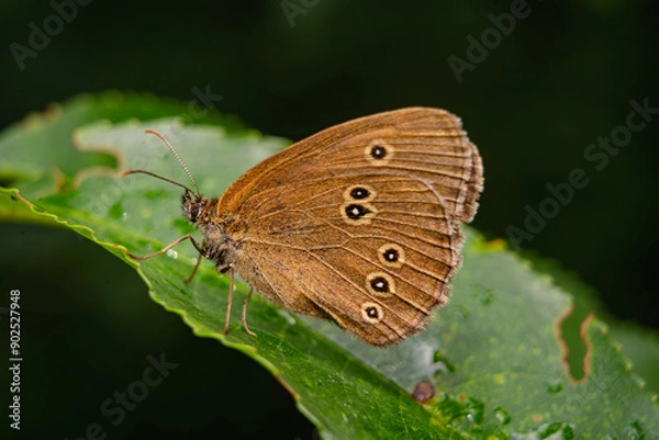 Fototapeta butterfly on a green leaf