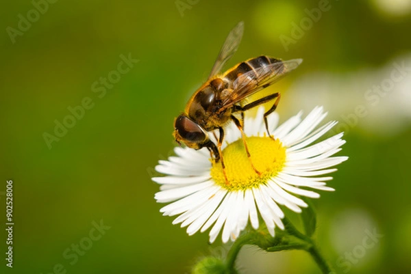 Fototapeta bee on flower macro