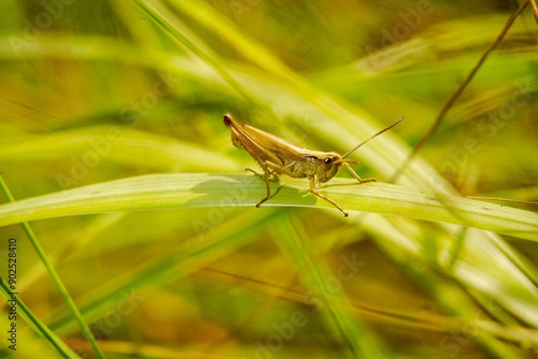 Fototapeta grasshopper closeup macro insects hopper 