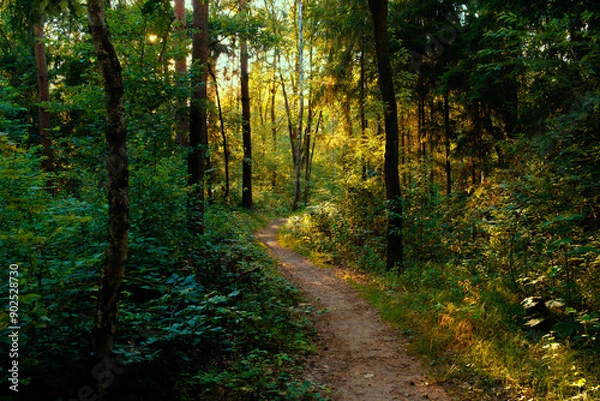 Obraz Summer forest path in the backlight