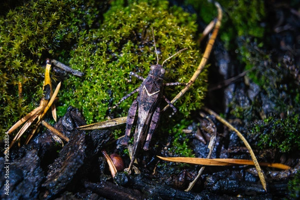 Fototapeta grasshopper closeup macro insects hopper
