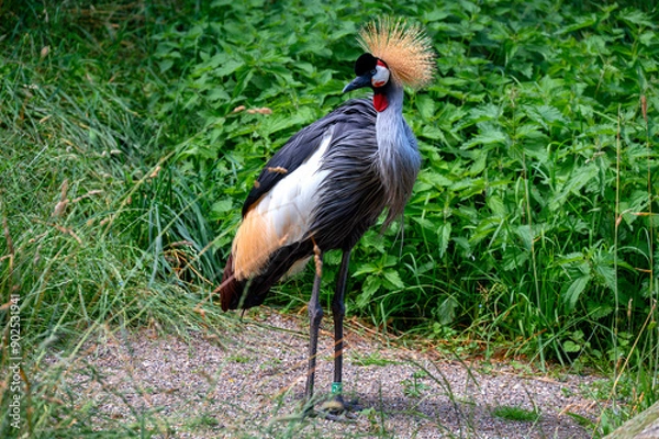Obraz Grey crowned crane