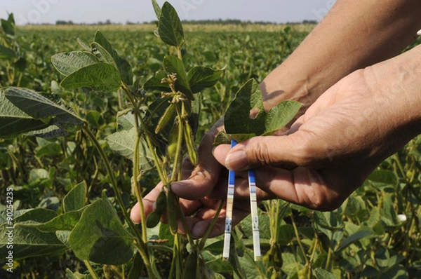 Obraz GMO soy field testing