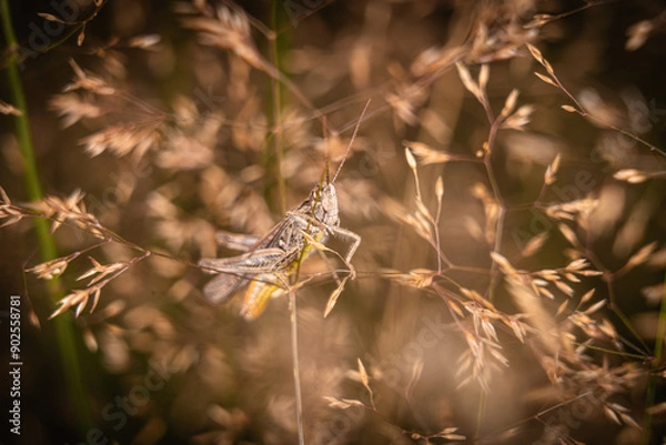 Fototapeta grasshopper closeup macro insects hopper 