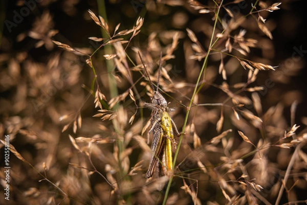 Fototapeta grasshopper closeup macro insects hopper 
