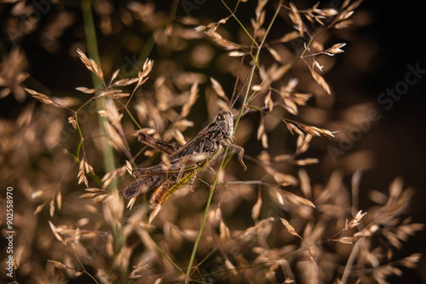 Fototapeta grasshopper closeup macro insects hopper 