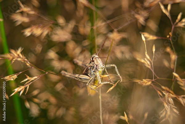 Fototapeta grasshopper closeup macro insects hopper 