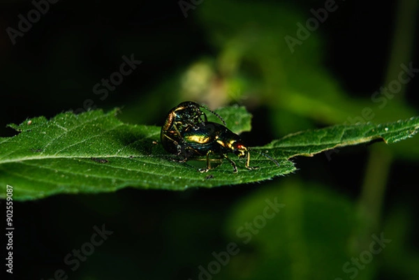 Fototapeta Magnificent leaf beetles mating, Chrysolina fastuosa