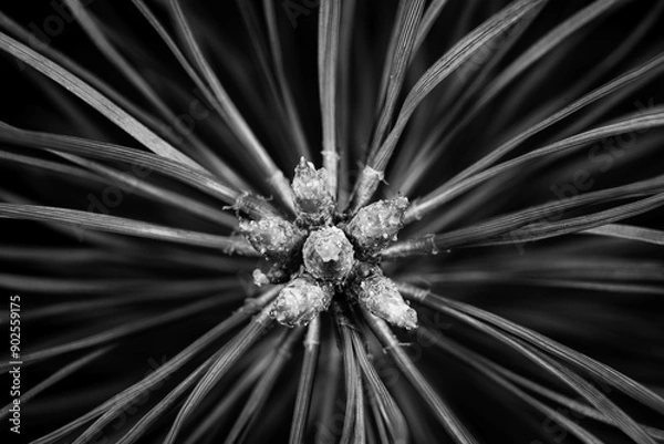 Fototapeta abstract fractal background