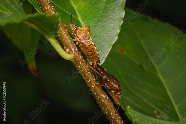 Fototapeta bug Heteroptera Acanthosomatinae forest makro