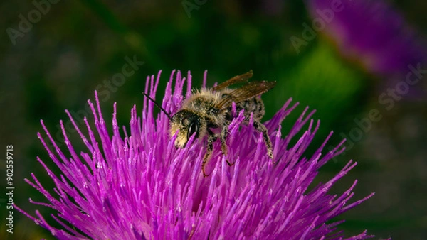 Obraz Earth bumblebee