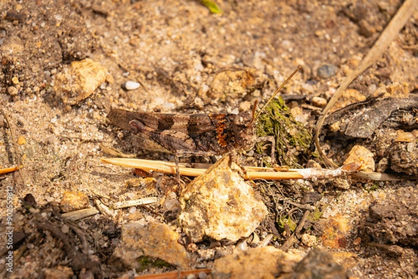 Fototapeta grasshopper closeup macro insects hopper 