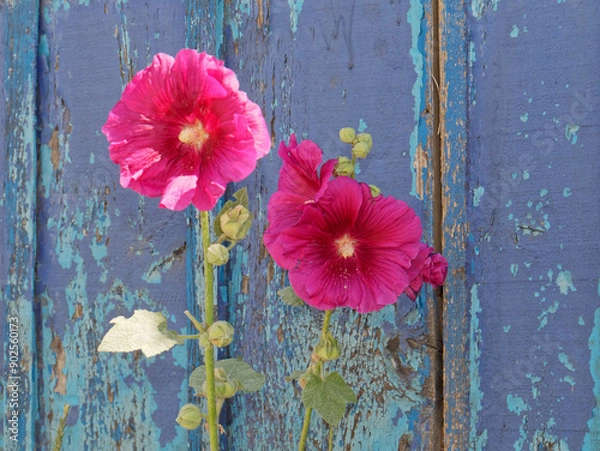 Obraz Rose trémière devant une cabane colorée à l'île d'Oléron. Charente-Maritime, Nouvelle-Aquitaine, France
