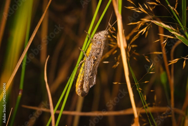 Fototapeta grasshopper closeup macro insects hopper 