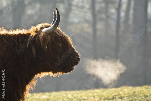 Obraz Langhornrind im Winter