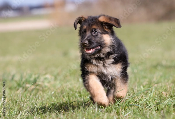 Fototapeta Happy German Shepherd Puppy