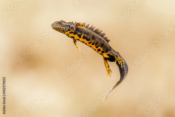 Fototapeta Close-up of a male great crested newt (Triturus cristatus)