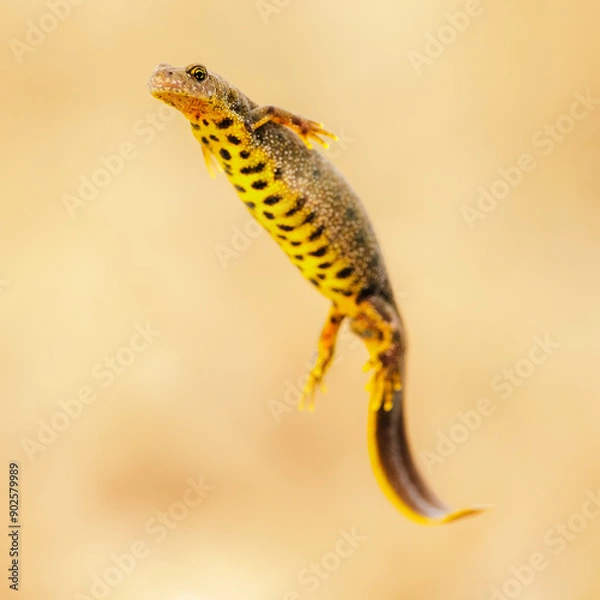 Fototapeta Close-up of a female great crested newt (Triturus cristatus)