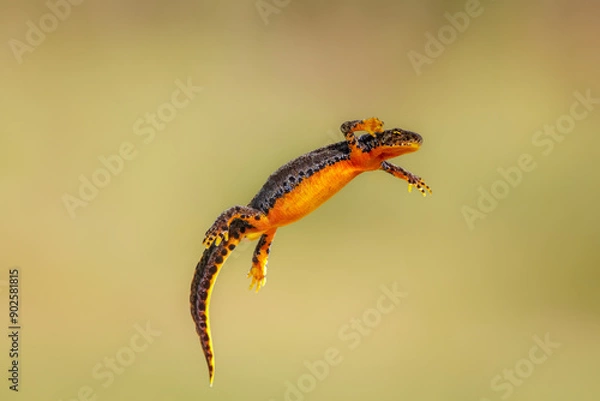 Fototapeta Close-up of a female alpine newt (Ichthyosaura alpestris)