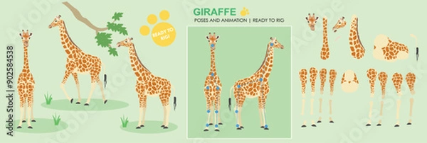 Obraz Cute Giraffe animal character ready for animation vector rig ready cartoon character with multiple poses and angles, eating walking safari animal, zoo, wild animals. 