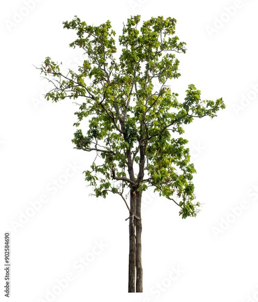 Fototapeta Green tree isolated on transparent background with clipping path and alpha channel.