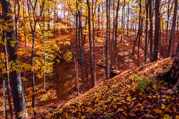 Fototapeta Autumn Forest Valley. Picturesque Background with Attractive Copy Space.