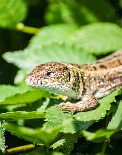 Obraz green lizard on a tree