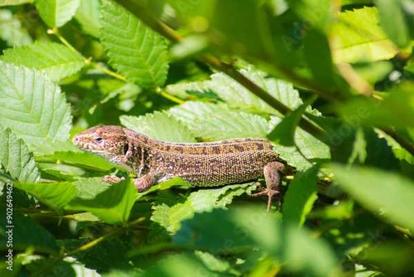 Obraz lizard on a branch