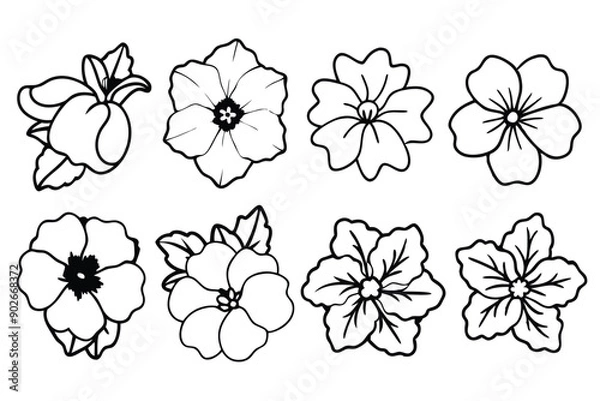 Fototapeta Petunia line art illustration Design Concepts