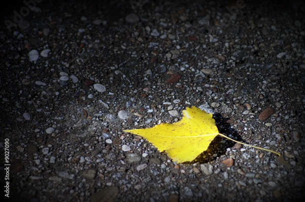 Fototapeta Das gelbe Blatt