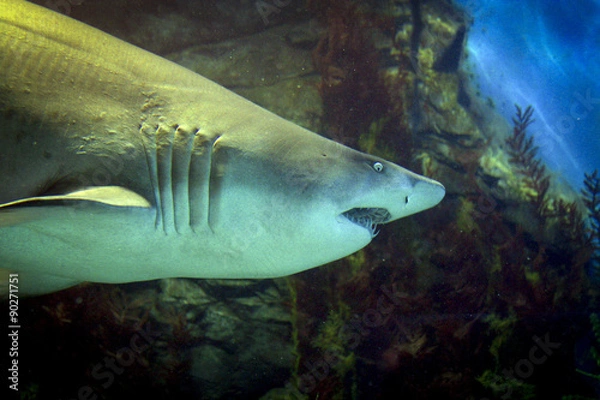 Obraz Shark