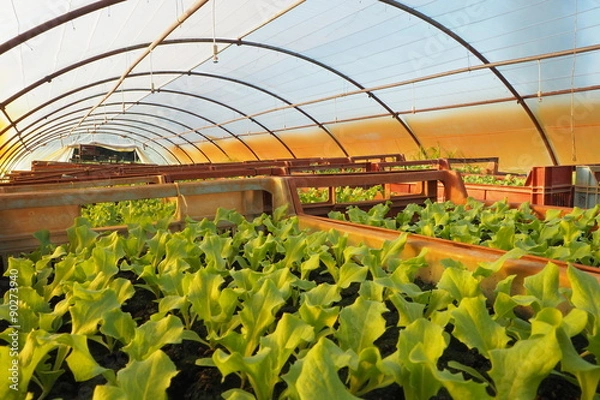 Obraz Plants de salade dans une serre