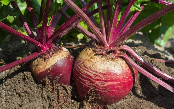 Fototapeta foliage and roots of beets in the ground