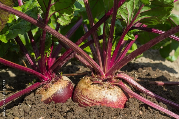 Fototapeta foliage and roots of beets in the ground