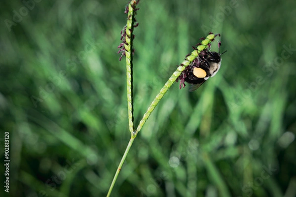 Fototapeta Bee In Action 