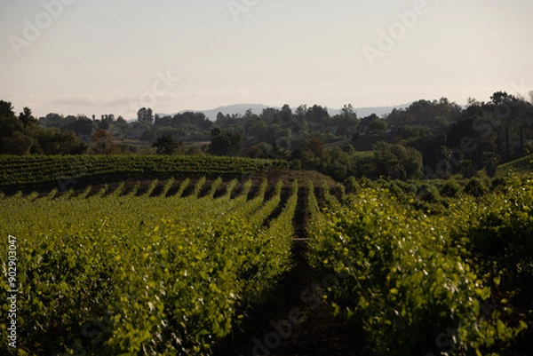 Fototapeta Vineyard
