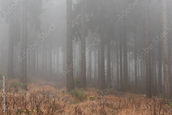 Fototapeta Fog in the forest in autumn. A gloomy day