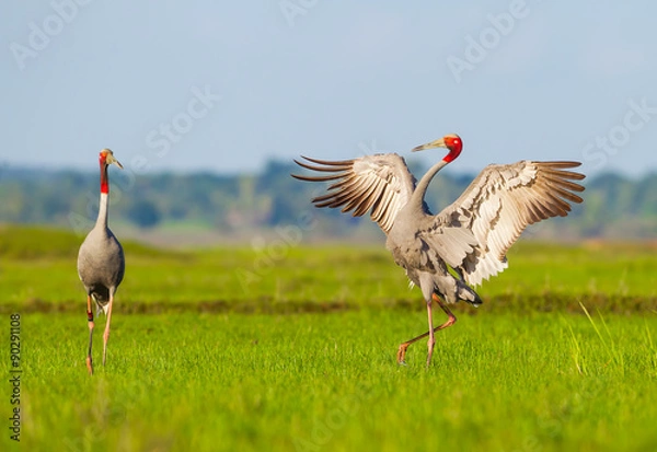 Obraz  Wschodni Sarus Crane (Grus Antigone)