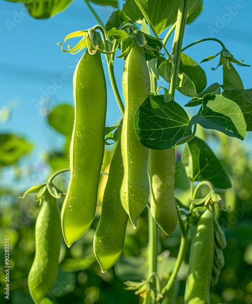 Obraz Fresh Green Peas Pod on a Bright Sky Background