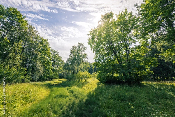 Obraz A field of grass with trees in the background