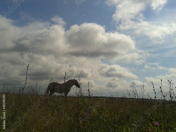 Fototapeta Horse at the field