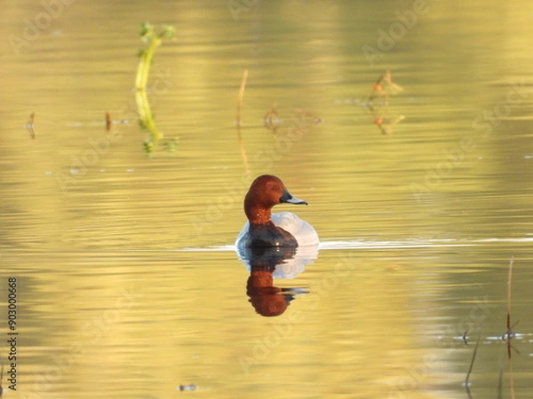 Obraz child jumping in water