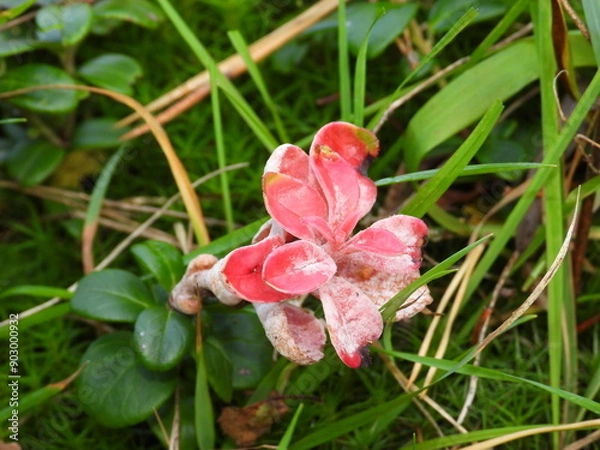 Obraz pink orchid flower