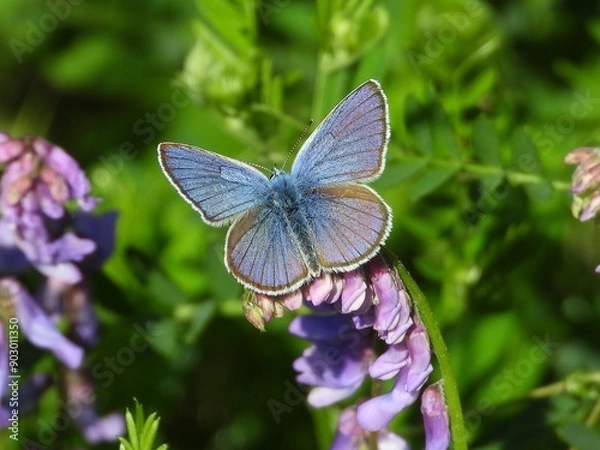 Obraz butterfly on a flower