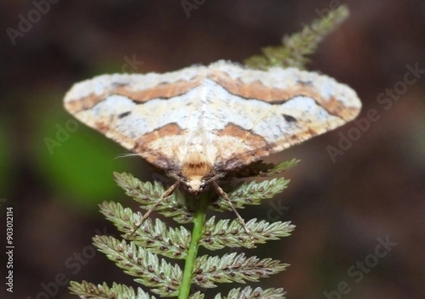 Obraz butterfly on leaf