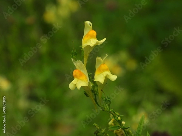 Obraz flower in the garden