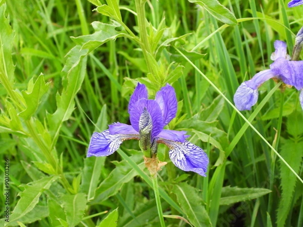 Obraz blue iris flower